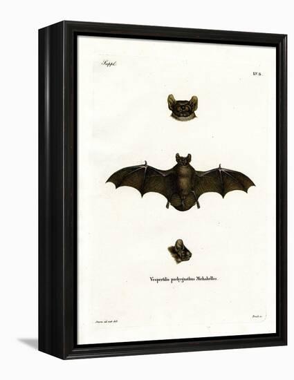 Lesser Noctule Bat-null-Framed Premier Image Canvas