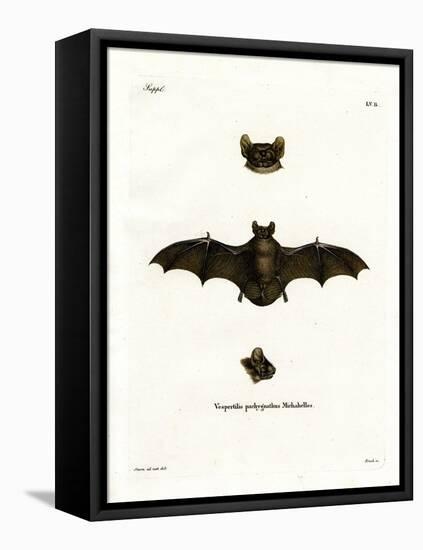 Lesser Noctule Bat-null-Framed Premier Image Canvas