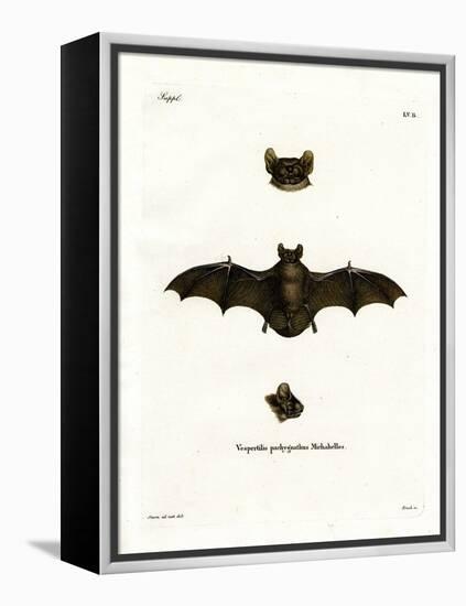 Lesser Noctule Bat-null-Framed Premier Image Canvas