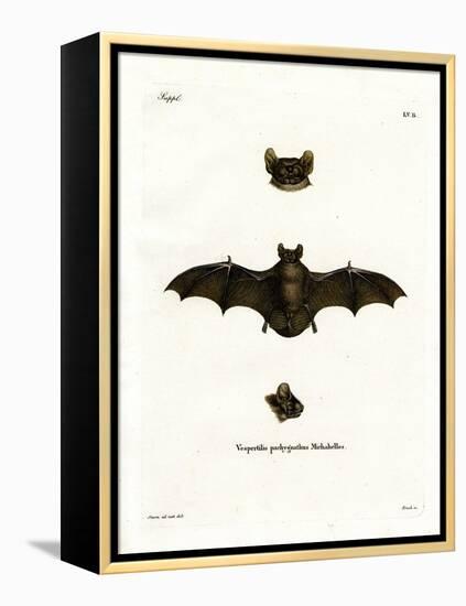 Lesser Noctule Bat-null-Framed Premier Image Canvas