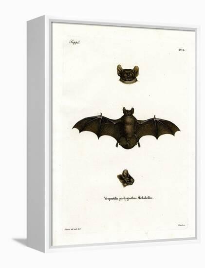 Lesser Noctule Bat-null-Framed Premier Image Canvas