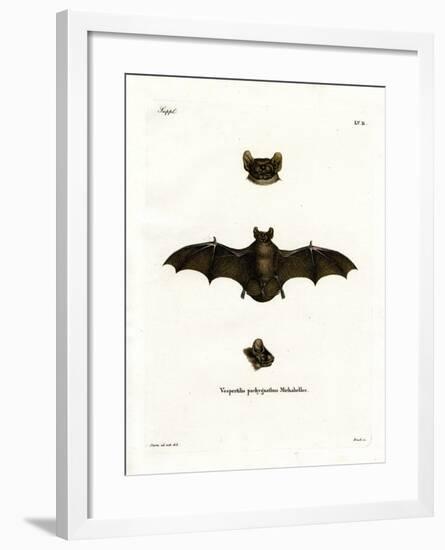 Lesser Noctule Bat-null-Framed Giclee Print