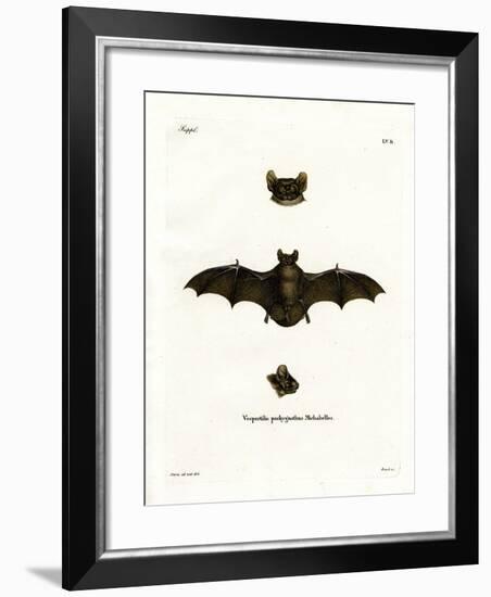 Lesser Noctule Bat-null-Framed Giclee Print