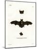 Lesser Noctule Bat-null-Mounted Giclee Print