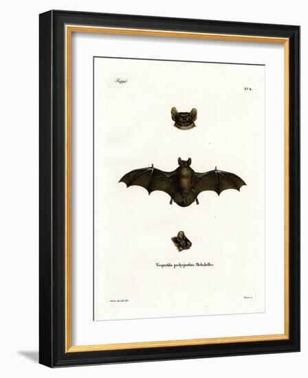 Lesser Noctule Bat-null-Framed Giclee Print