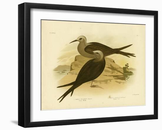 Lesser Noddy, 1891-Gracius Broinowski-Framed Giclee Print