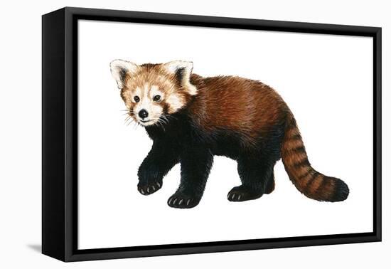 Lesser Panda (Aelurus Fulgens), Mammals-Encyclopaedia Britannica-Framed Stretched Canvas