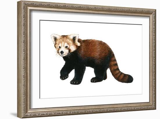 Lesser Panda (Aelurus Fulgens), Mammals-Encyclopaedia Britannica-Framed Art Print