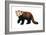 Lesser Panda (Aelurus Fulgens), Mammals-Encyclopaedia Britannica-Framed Art Print