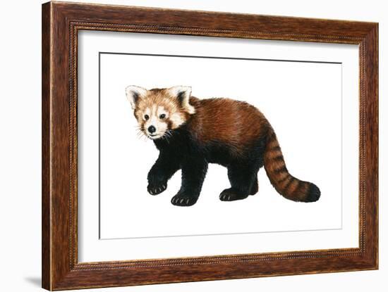 Lesser Panda (Aelurus Fulgens), Mammals-Encyclopaedia Britannica-Framed Art Print