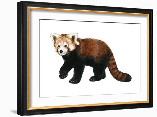 Lesser Panda (Aelurus Fulgens), Mammals-Encyclopaedia Britannica-Framed Art Print