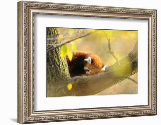 Lesser Panda, Ailurus Fulgens, Branch, Side View, Lying, Sleeping-David & Micha Sheldon-Framed Photographic Print