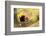 Lesser Panda, Ailurus Fulgens, Branch, Side View, Lying, Sleeping-David & Micha Sheldon-Framed Photographic Print