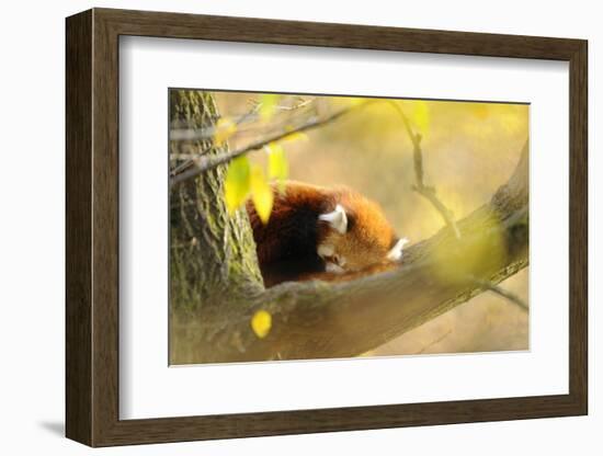 Lesser Panda, Ailurus Fulgens, Branch, Side View, Lying, Sleeping-David & Micha Sheldon-Framed Photographic Print