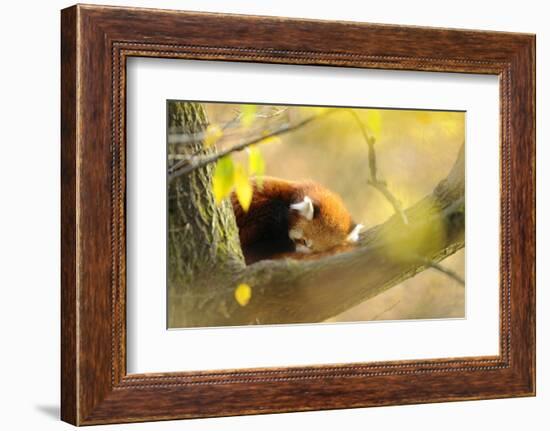 Lesser Panda, Ailurus Fulgens, Branch, Side View, Lying, Sleeping-David & Micha Sheldon-Framed Photographic Print