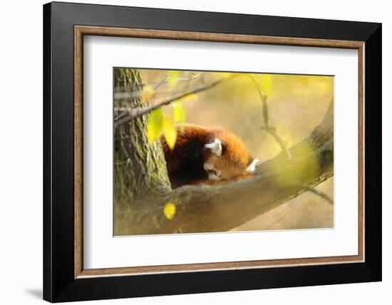 Lesser Panda, Ailurus Fulgens, Branch, Side View, Lying, Sleeping-David & Micha Sheldon-Framed Photographic Print