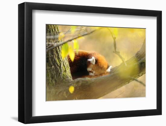 Lesser Panda, Ailurus Fulgens, Branch, Side View, Lying, Sleeping-David & Micha Sheldon-Framed Photographic Print