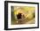 Lesser Panda, Ailurus Fulgens, Branch, Side View, Lying, Sleeping-David & Micha Sheldon-Framed Photographic Print