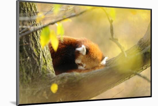 Lesser Panda, Ailurus Fulgens, Branch, Side View, Lying, Sleeping-David & Micha Sheldon-Mounted Photographic Print