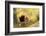 Lesser Panda, Ailurus Fulgens, Branch, Side View, Lying, Sleeping-David & Micha Sheldon-Framed Photographic Print