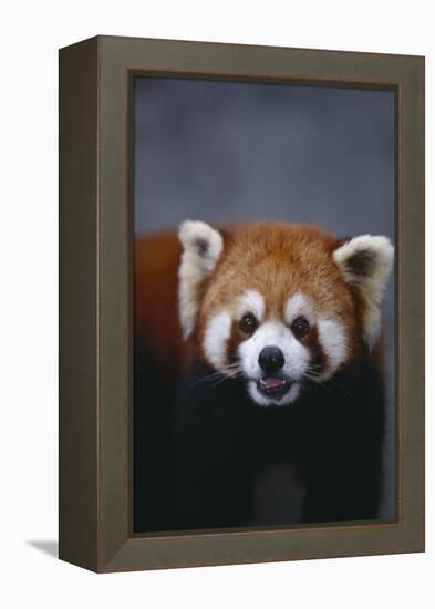 Lesser Panda-DLILLC-Framed Premier Image Canvas