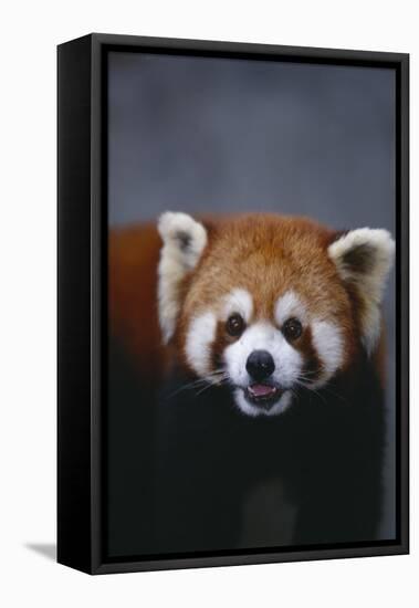 Lesser Panda-DLILLC-Framed Premier Image Canvas