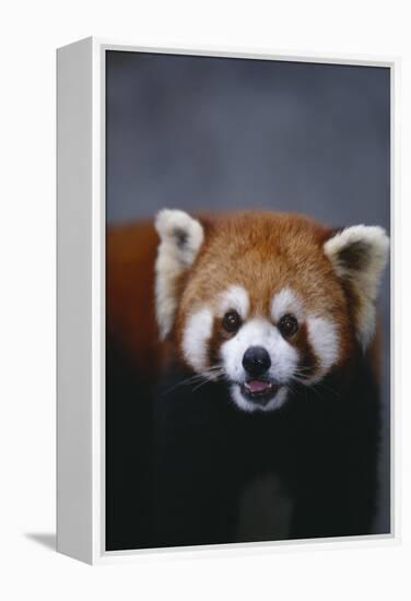 Lesser Panda-DLILLC-Framed Premier Image Canvas