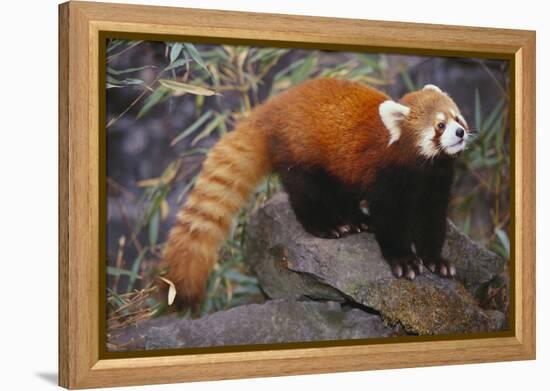 Lesser Panda-DLILLC-Framed Premier Image Canvas