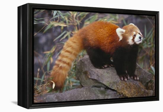 Lesser Panda-DLILLC-Framed Premier Image Canvas
