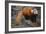 Lesser Panda-DLILLC-Framed Photographic Print