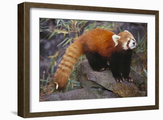 Lesser Panda-DLILLC-Framed Photographic Print