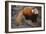 Lesser Panda-DLILLC-Framed Photographic Print