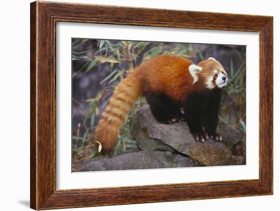 Lesser Panda-DLILLC-Framed Photographic Print