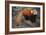 Lesser Panda-DLILLC-Framed Photographic Print