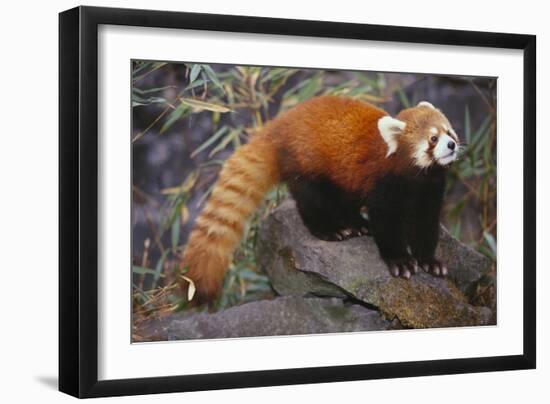 Lesser Panda-DLILLC-Framed Photographic Print