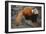 Lesser Panda-DLILLC-Framed Photographic Print