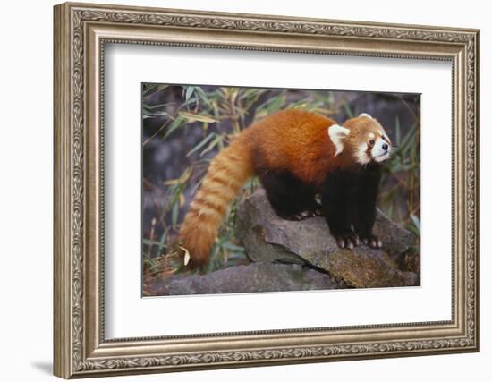 Lesser Panda-DLILLC-Framed Photographic Print