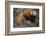 Lesser Panda-DLILLC-Framed Photographic Print