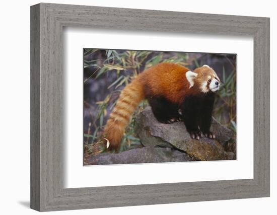 Lesser Panda-DLILLC-Framed Photographic Print