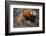 Lesser Panda-DLILLC-Framed Photographic Print