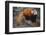 Lesser Panda-DLILLC-Framed Photographic Print