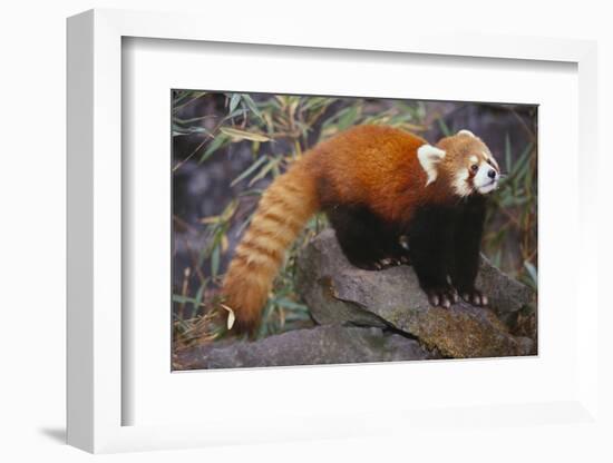 Lesser Panda-DLILLC-Framed Photographic Print