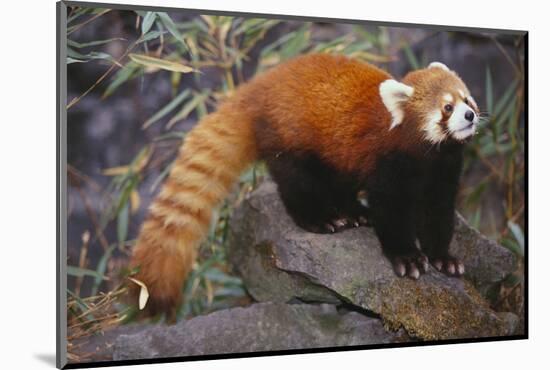 Lesser Panda-DLILLC-Mounted Photographic Print