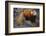 Lesser Panda-DLILLC-Framed Photographic Print