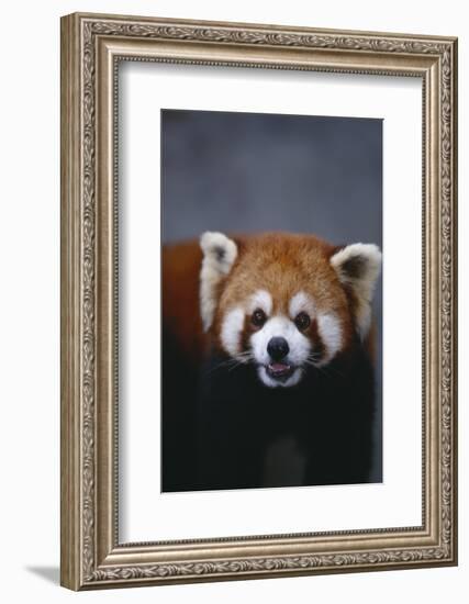 Lesser Panda-DLILLC-Framed Photographic Print