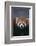 Lesser Panda-DLILLC-Framed Photographic Print