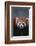 Lesser Panda-DLILLC-Framed Photographic Print