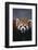 Lesser Panda-DLILLC-Framed Photographic Print