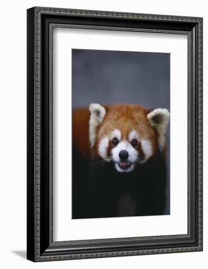 Lesser Panda-DLILLC-Framed Photographic Print