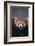 Lesser Panda-DLILLC-Framed Photographic Print